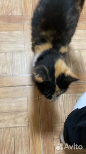 Нашли кота