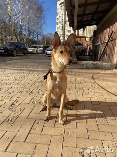 Собака стерилизованная молодая