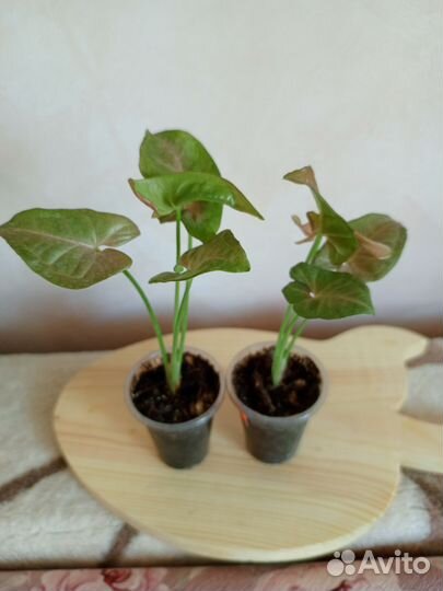 Сингониумы