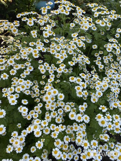 Матрикария