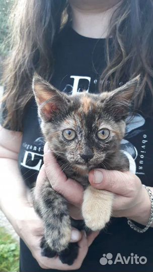 Кошки в добрые руки бесплатно