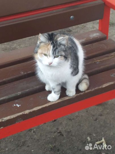 Кошечка стерилизованная