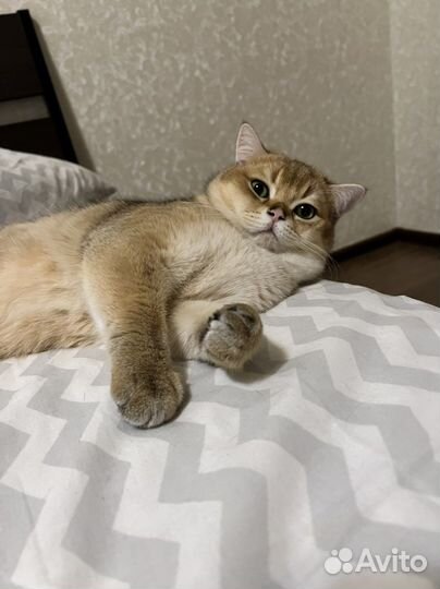 Шотландская золотая шиншилла вязка