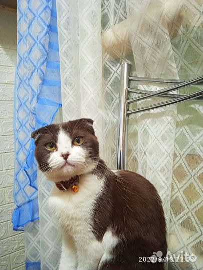 Скотиш фолд