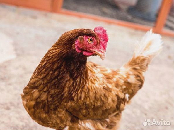 Кура несушка