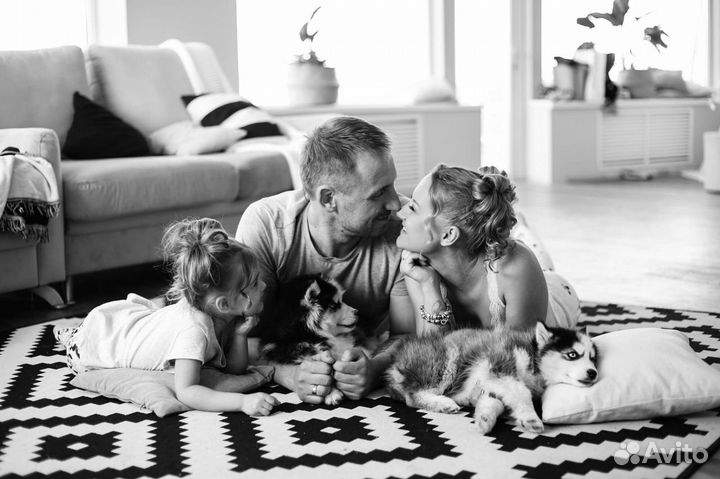 Фотосессия с Хаски