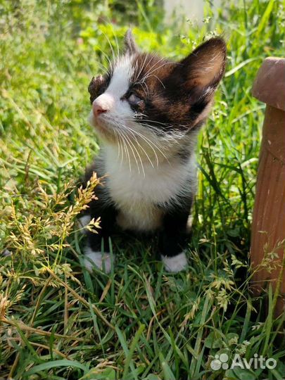 Милые котята