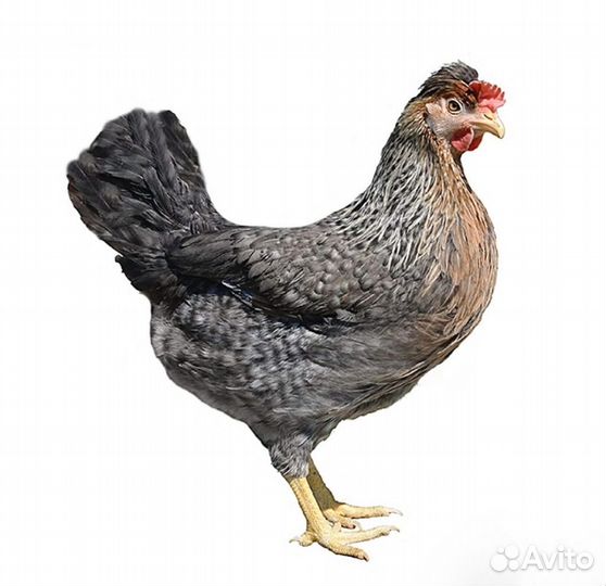 Цыплята несушек Доминант голубое и зеленое яйцо