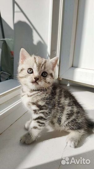 Кошки шотландцы