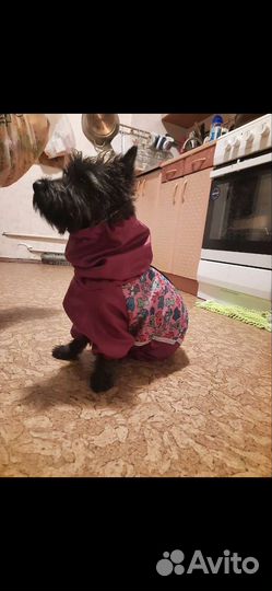 Комбинезон для маленькой собаки