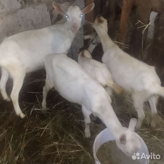 Зааненские козлы