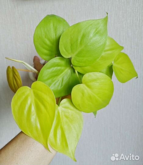 Филодендрон лайм, Сциндапсус