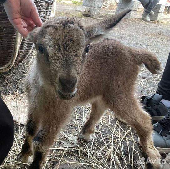 Козлята