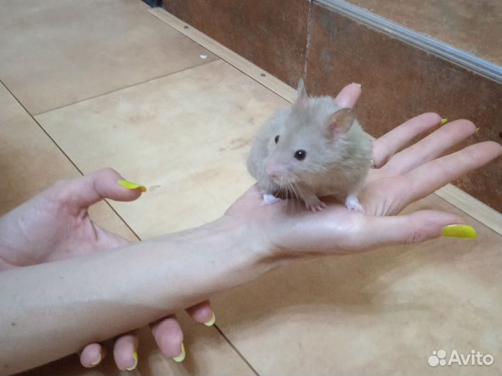 Сирийский хомяк с клеткой