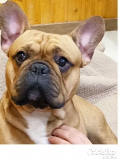 Французик на вязку