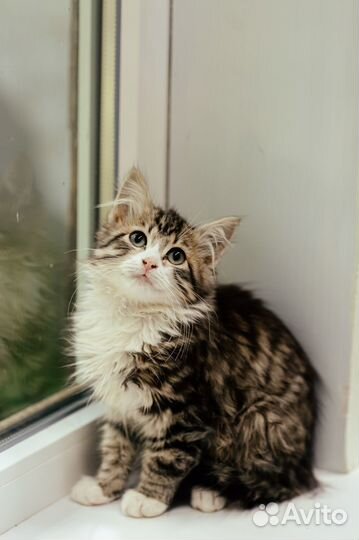 Котенок мальчик ищет дом