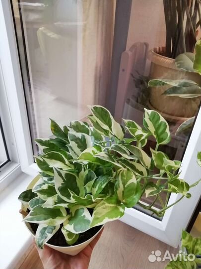 Филодендроны, сциндапсусы, эпипремнумы