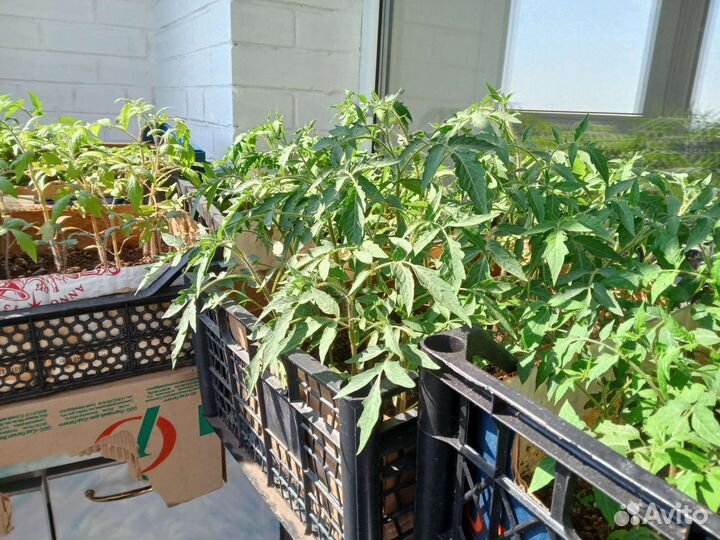 Рассада помидоров томатов