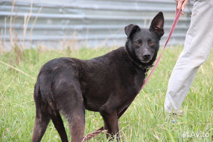 Собака в добрые руки