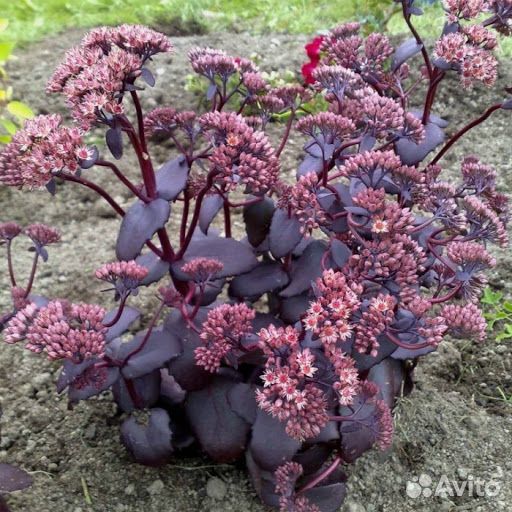 Очитки,родиола сахалинская, герань, лабазник Ауреа