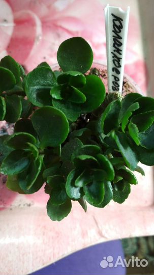 Комнатные цветы коланхоэ