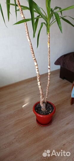 Пальма юкка