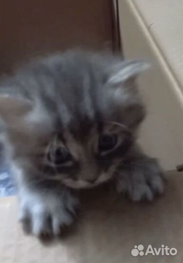 Котята 1 мес