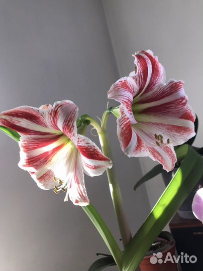 Гиппеаструм