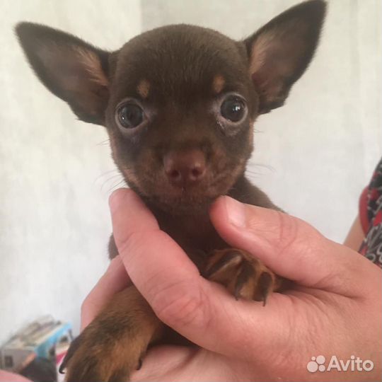 Той-терьер щенки