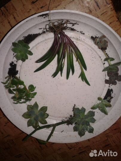 Редкие суккуленты