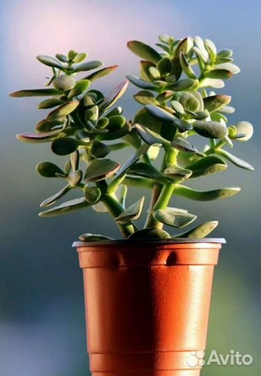 Денежное дерево (Толстянка)