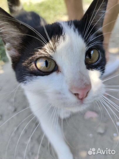 Котенок ласкач