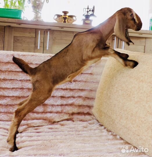 Англо – Нубийские Козлята 100% и дойные козы