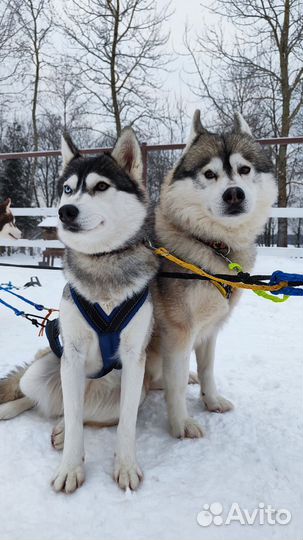 Выездная упряжка хаски