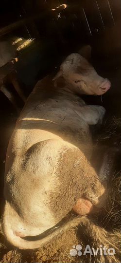 Бычки и быки