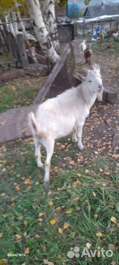 Козел зааненский