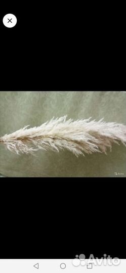 Пампасная трава, картодерия