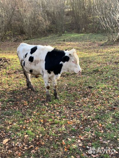 Картофель домашний. Мясо