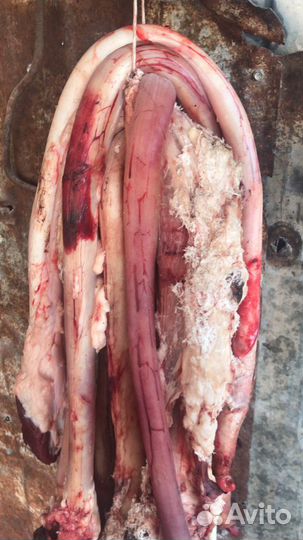 Мясо для собак