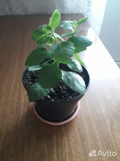 Каланхоэ