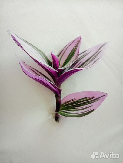 Традесканция