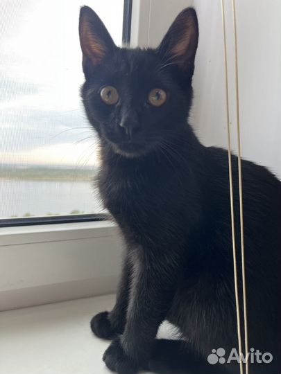 Отдам кота в добрые руки