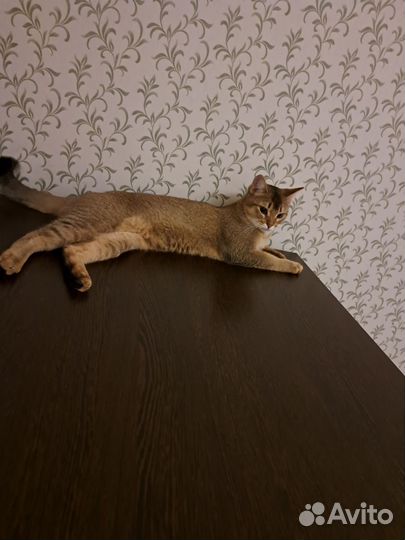 Кошки