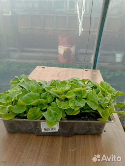 Продам рассаду помидор, перца болгарского,петуньи