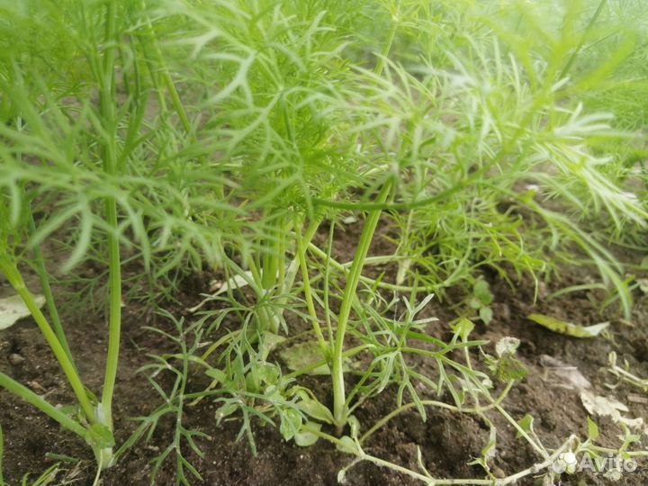 Укроп свежий, ароматный