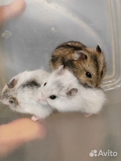 Джунгарский хомяк перл