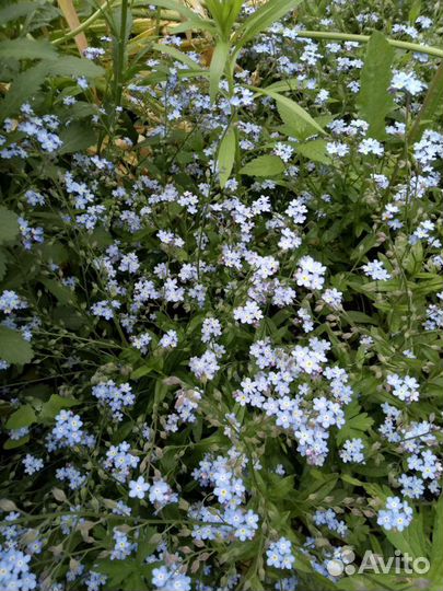 Ирис, многолетний. Хоста,Лилии,Незабудки (низкие)