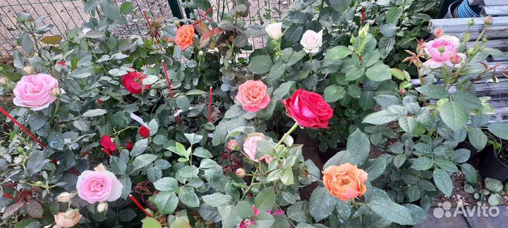 Кустовые розы саженцы