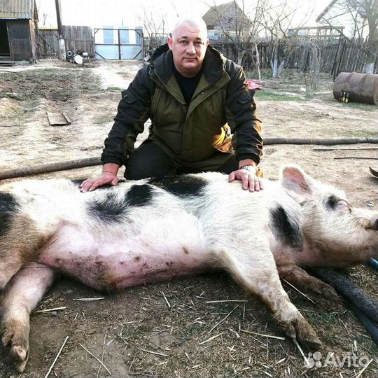 Ветеринарные услуги