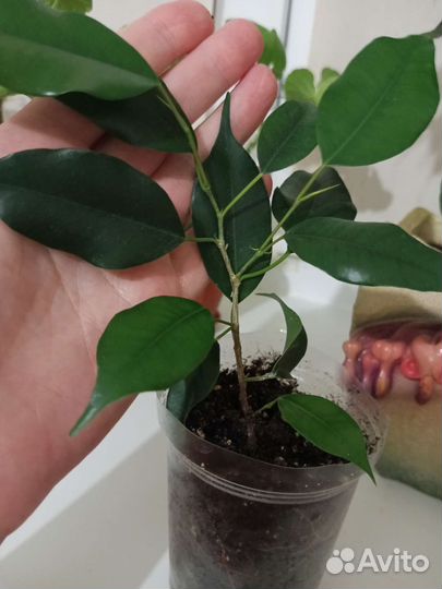 Фикус бенджамина